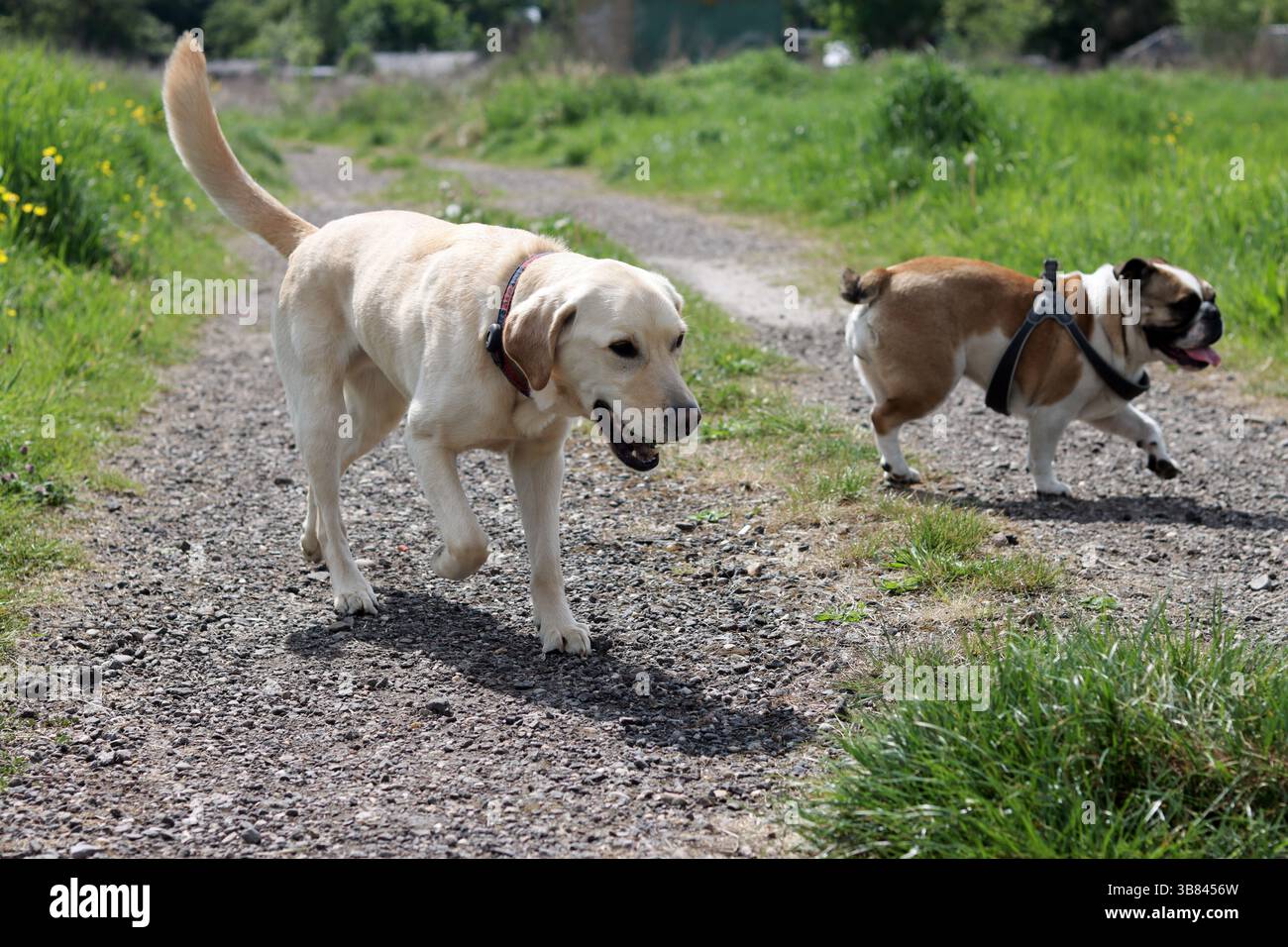 Englische Bulldogge und Golden Retriever spielen zusammen auf dem Gras im Park. BEST Friends Konzept Stockfoto