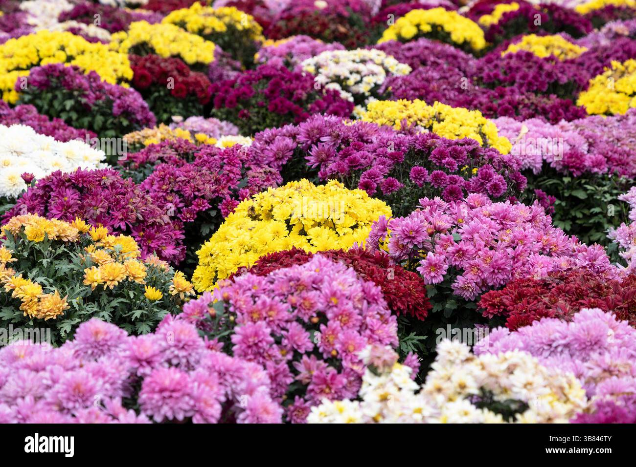 Hintergrund blühender Chrysanthemen verschiedener Farben Stockfoto