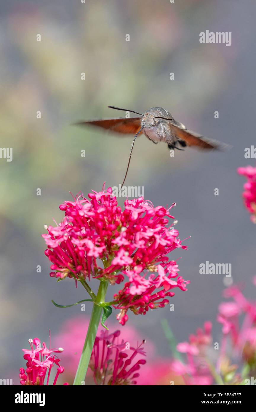 Macroglossum stellatarum schwebt vor leuchtend rosa Blüten, ernährt sich von Nektar in der Luft mit ausgestreckten Proboscis, bewegten Flügeln, ähnlich Stockfoto