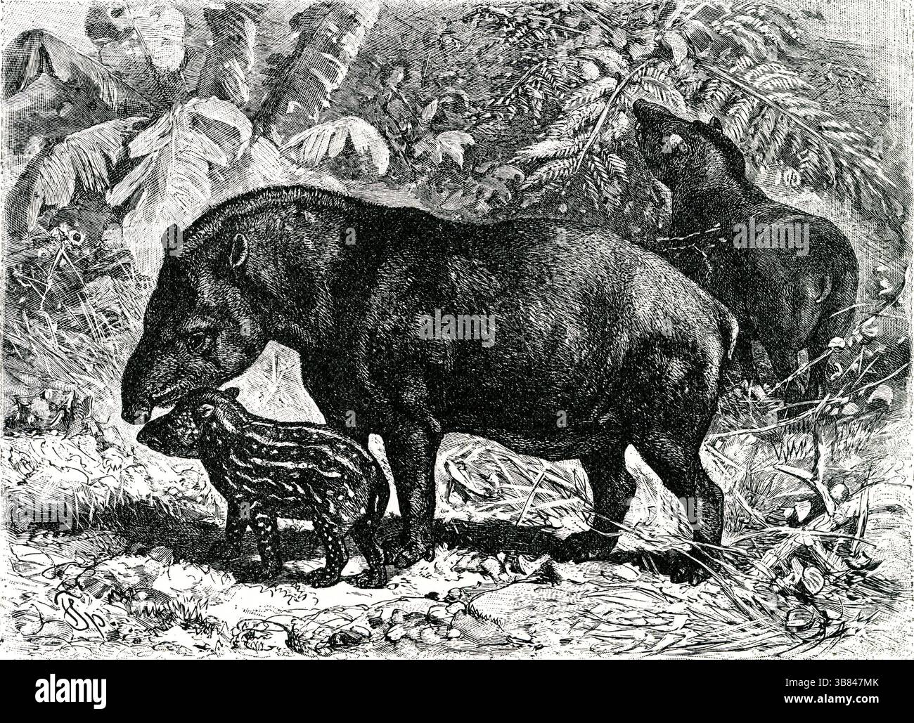 AMERICAN TAPIRS ( Tapirus americanus ) - American Tapir Family Graving in Tropical Swamp Stockfoto