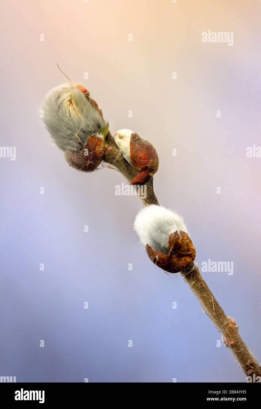 Eine Nahaufnahme von drei Knospen auf einem Zweig, bedeckt mit weichem Fuzz und teilweise umhüllt von braunen Schuppen. Der sanft verschwommene Hintergrund mit einem warmen Farbverlauf e Stockfoto