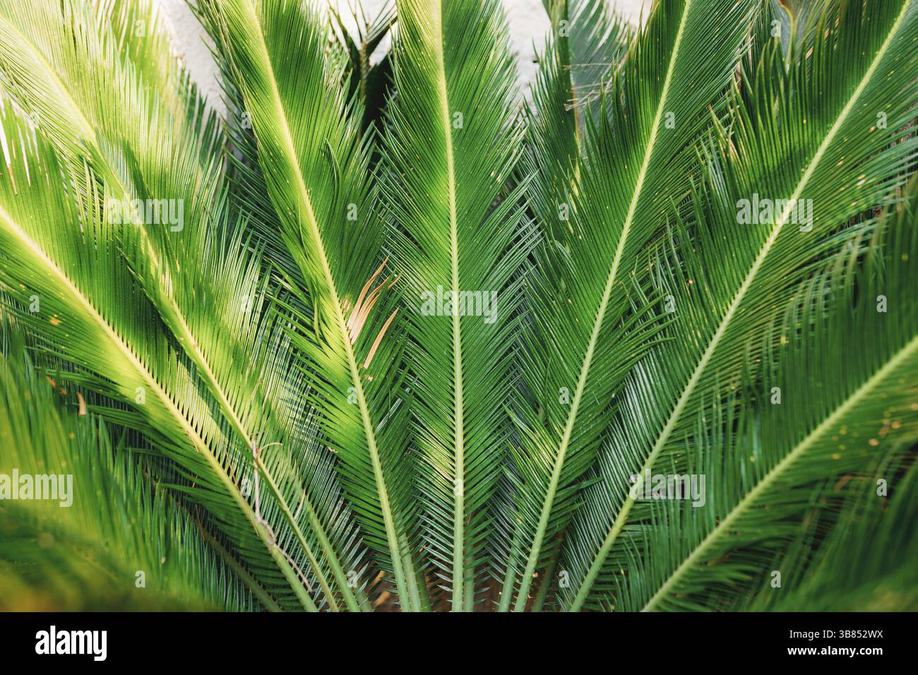 Üppig grüner Palmenstrauch. Nahaufnahme. Stockfoto