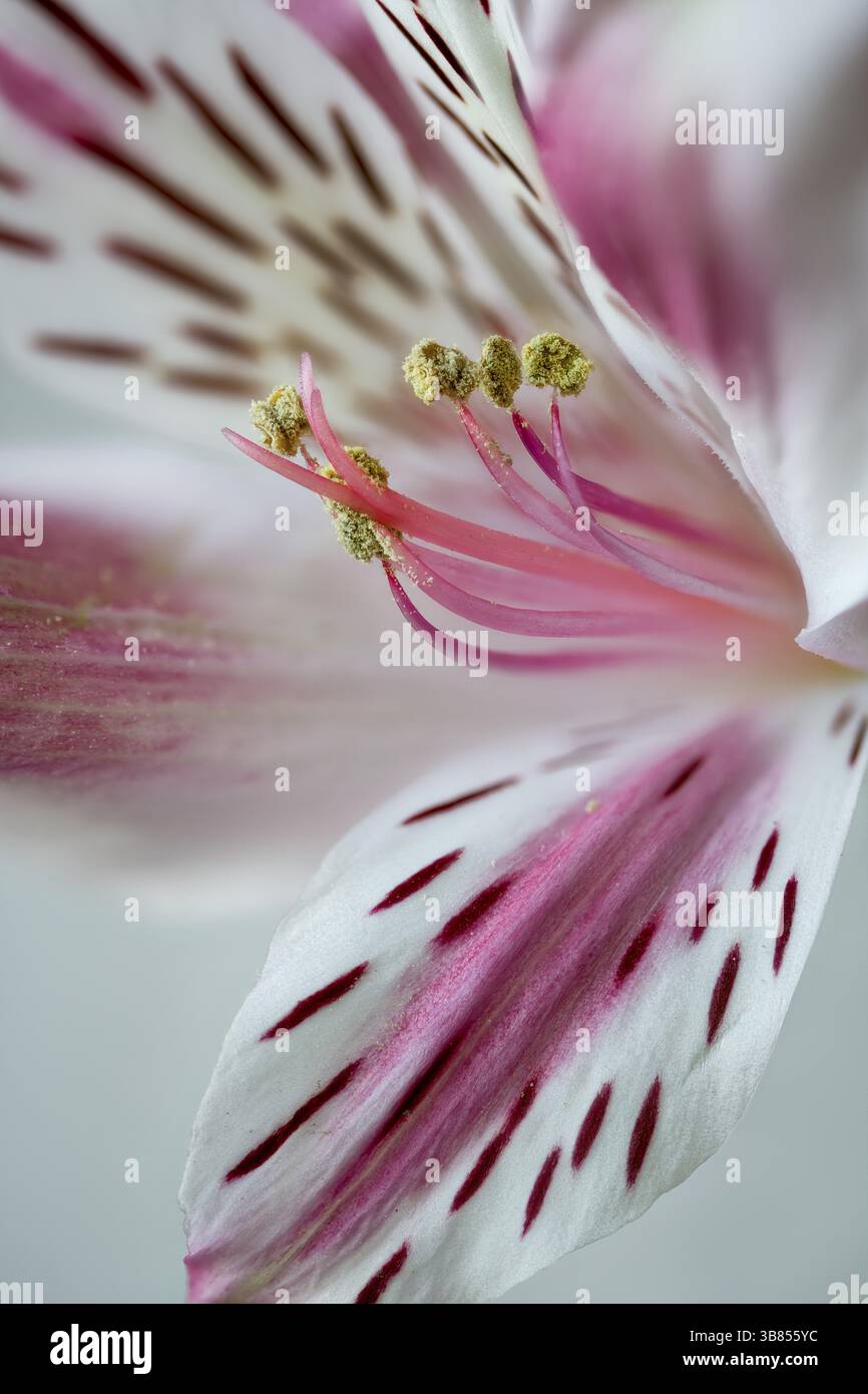 Alstoemeria Hybrid, peruanische Lilly oder Lilly der Inkas, Zentrum der Blüte Stockfoto