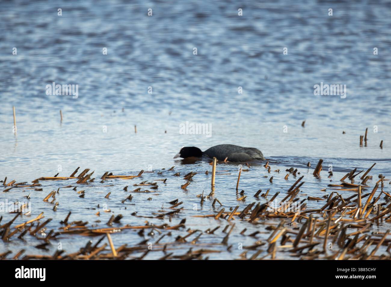 Eurasischer Kot. Schwarzer Wasservogel wird beobachtet, wie er ein Feuchtgebiet voller Schilf und Vegetation erkundet und das Wesen einer natürlichen Wildtiergewohnheit erfasst Stockfoto