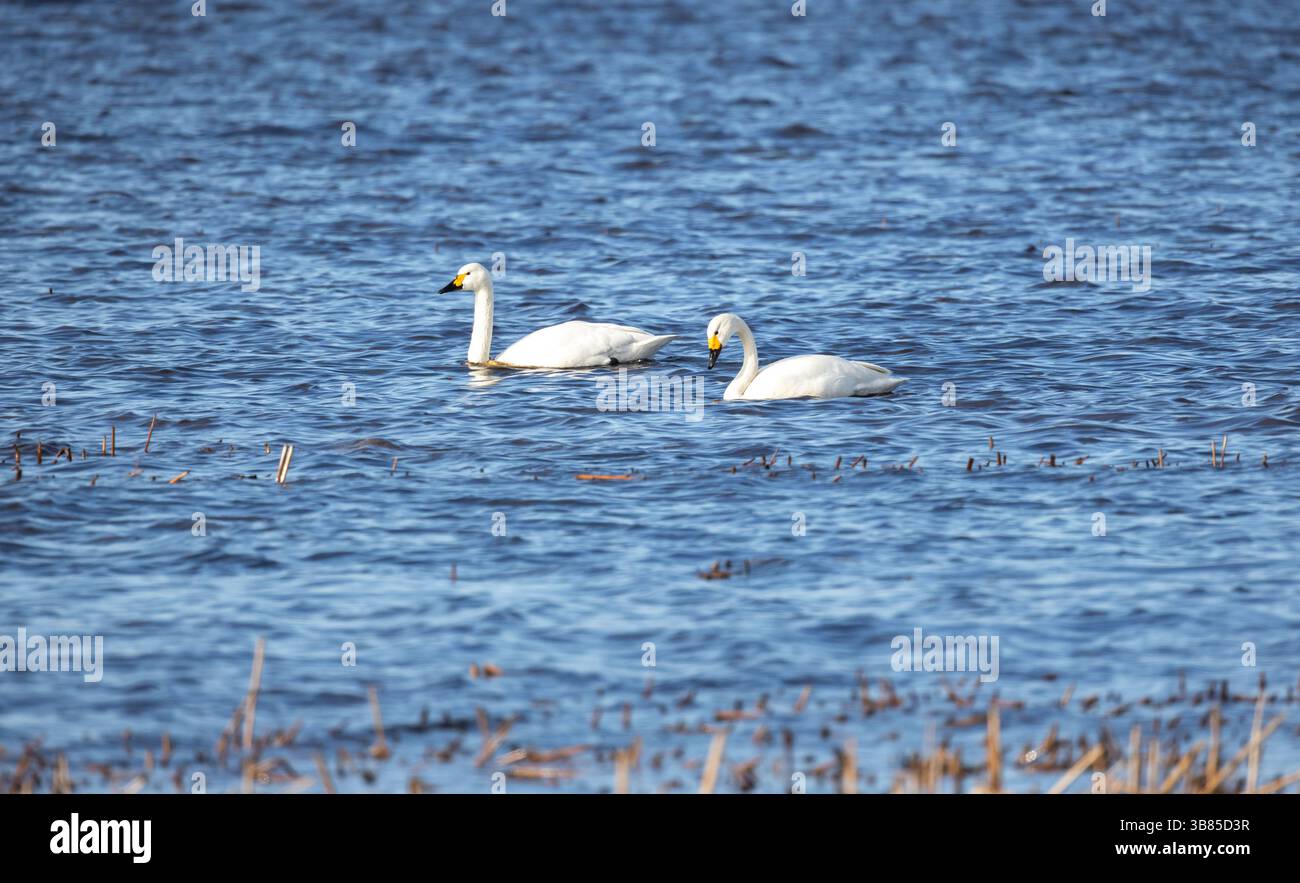 Zwei weiße Schwäne gleiten mühelos über das ruhige blaue Wasser des Sees inmitten verstreuten Schilfs und erwecken ein Gefühl der Ruhe und Harmonie mit der Natur in A Stockfoto