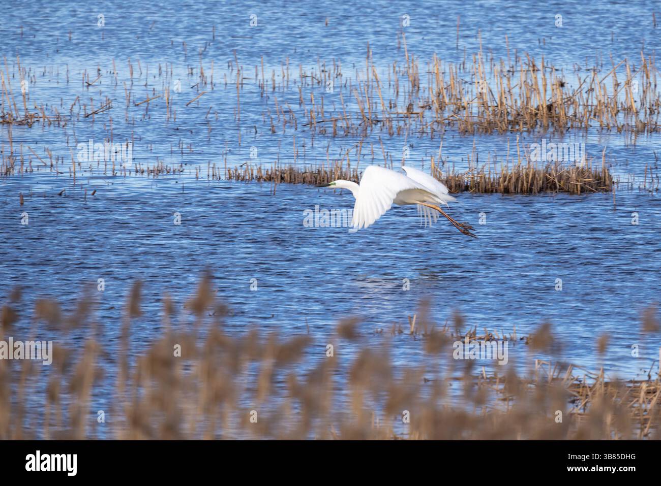 Ein anmutiger weißer Reiher im Flug über einer ruhigen Feuchtlandschaft, umgeben von Schilf Stockfoto