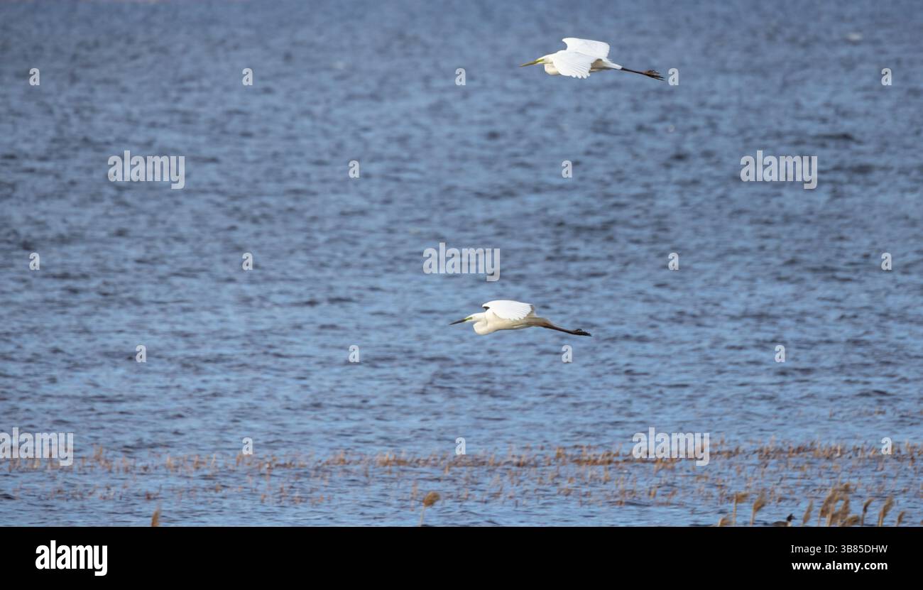 Zwei majestätische weiße Reiher schweben anmutig über einem ruhigen blauen See, ihre Reflexionen spiegeln ihren Flug im stillen Wasser wider und schaffen eine idyllische na Stockfoto