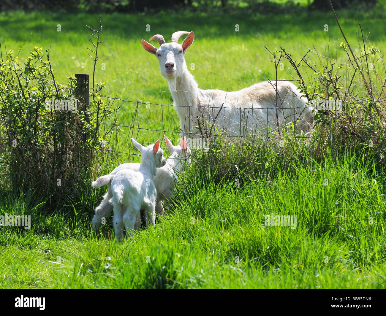 Eine weiße Ziege auf einer Wiese mit ihren beiden Kindern. Stockfoto