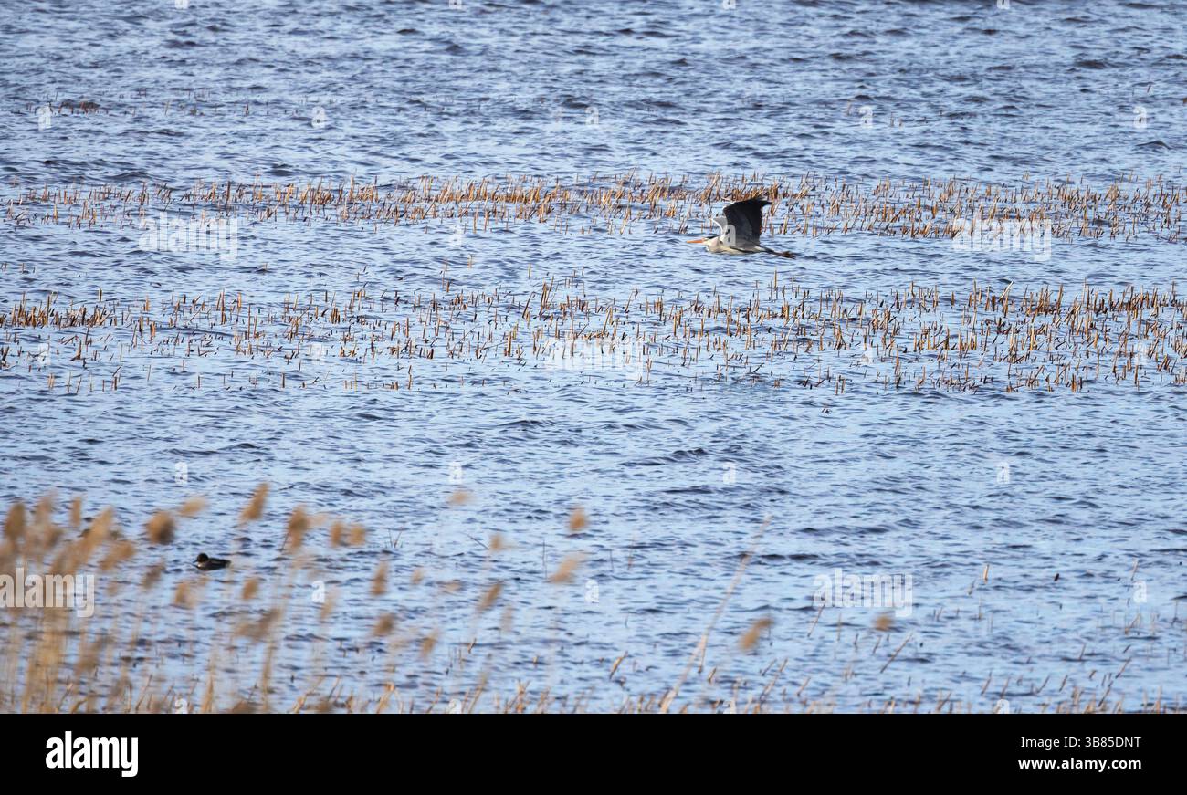 Grauer Reiher fliegt anmutig über einem blauen Wasser, umgeben von Schilf, mit einer lebendigen Landschaft voller Ruhe und natürlicher Tierwelt Stockfoto