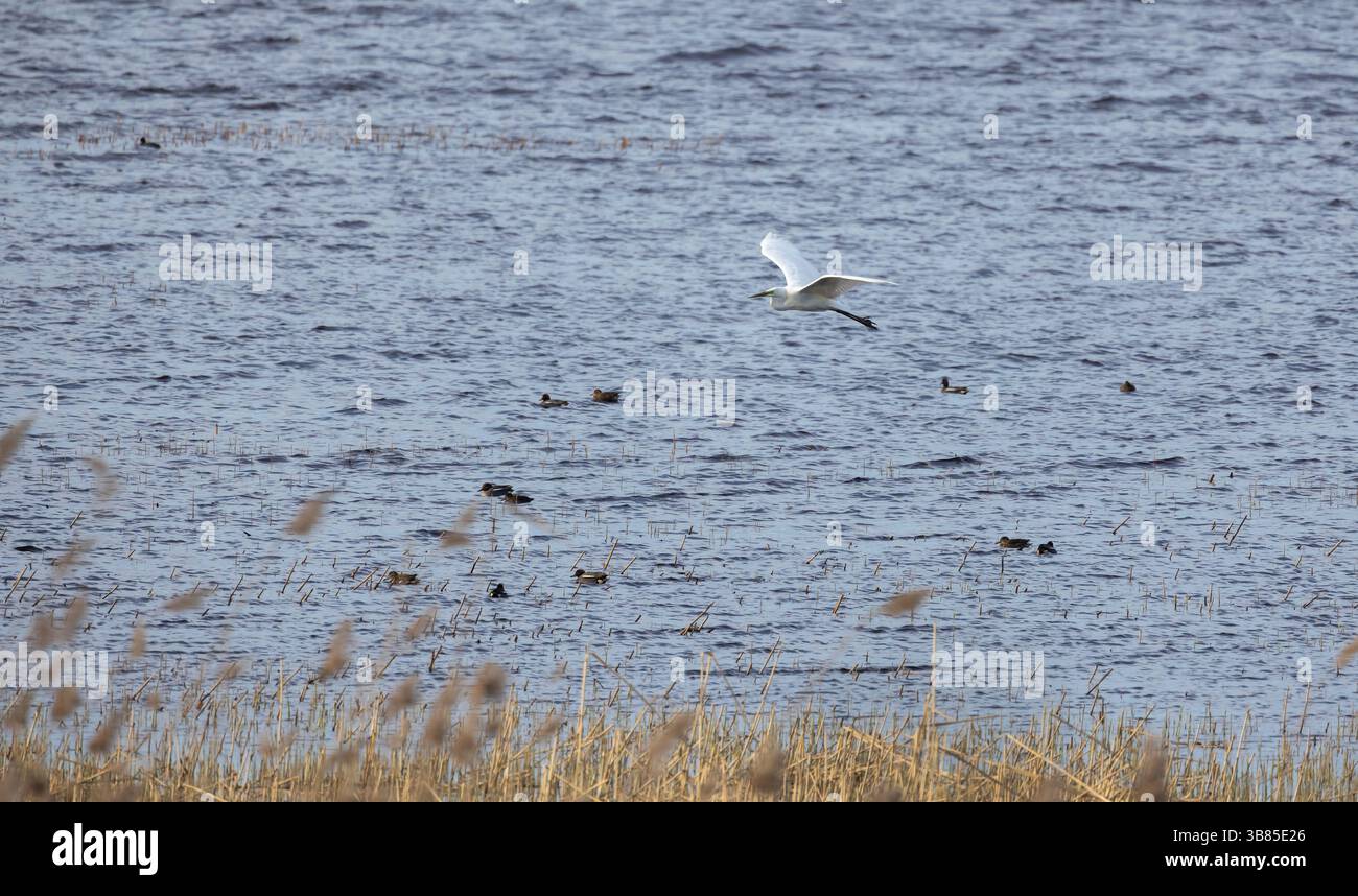 Ein ruhiger Moment, während ein großer Reiher anmutig über einen ruhigen See, umgeben von Schilf, fliegt. Stockfoto