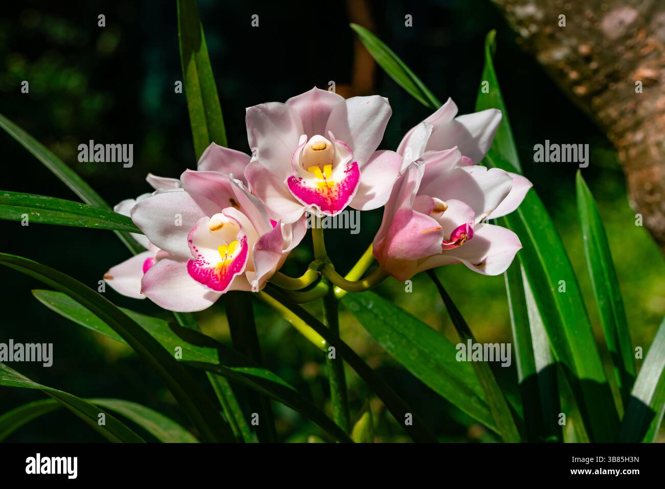 Blühende schöne Cymbidium-Blüten und grüne Blätter in der Sommersaison. Stockfoto