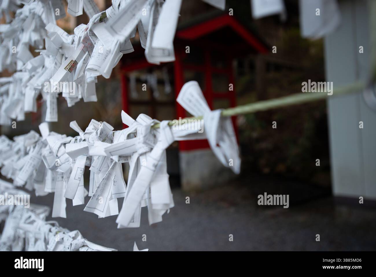 Nahaufnahme von Omikuji Fortune Slips in einem japanischen Shinto-Schrein Stockfoto