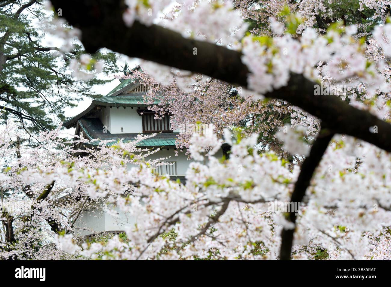 Schöne Kirschblüte in Japan Stockfoto