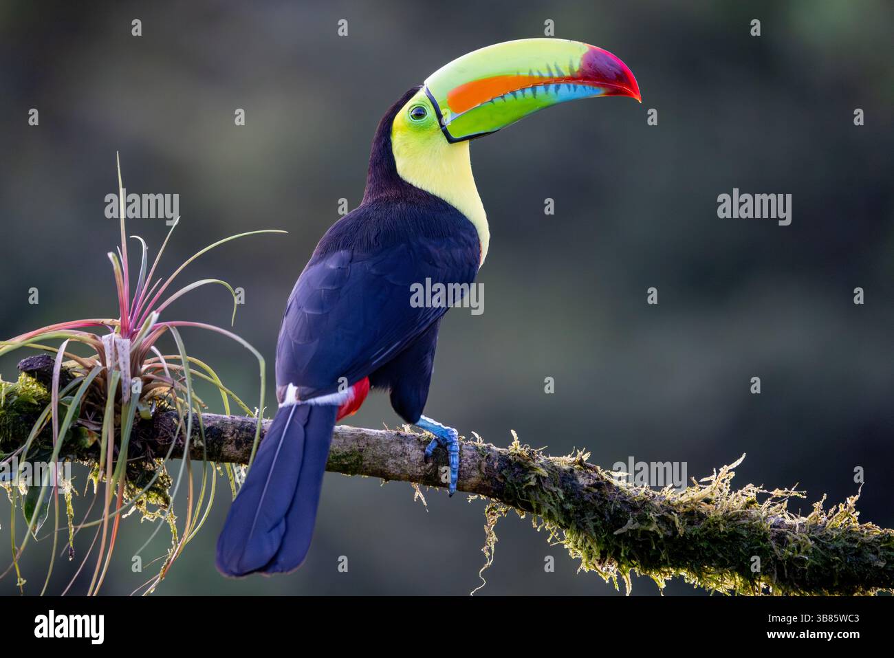 Tukan mit Kielschnabel in der Laguna de Legarto, Costa Rica Stockfoto