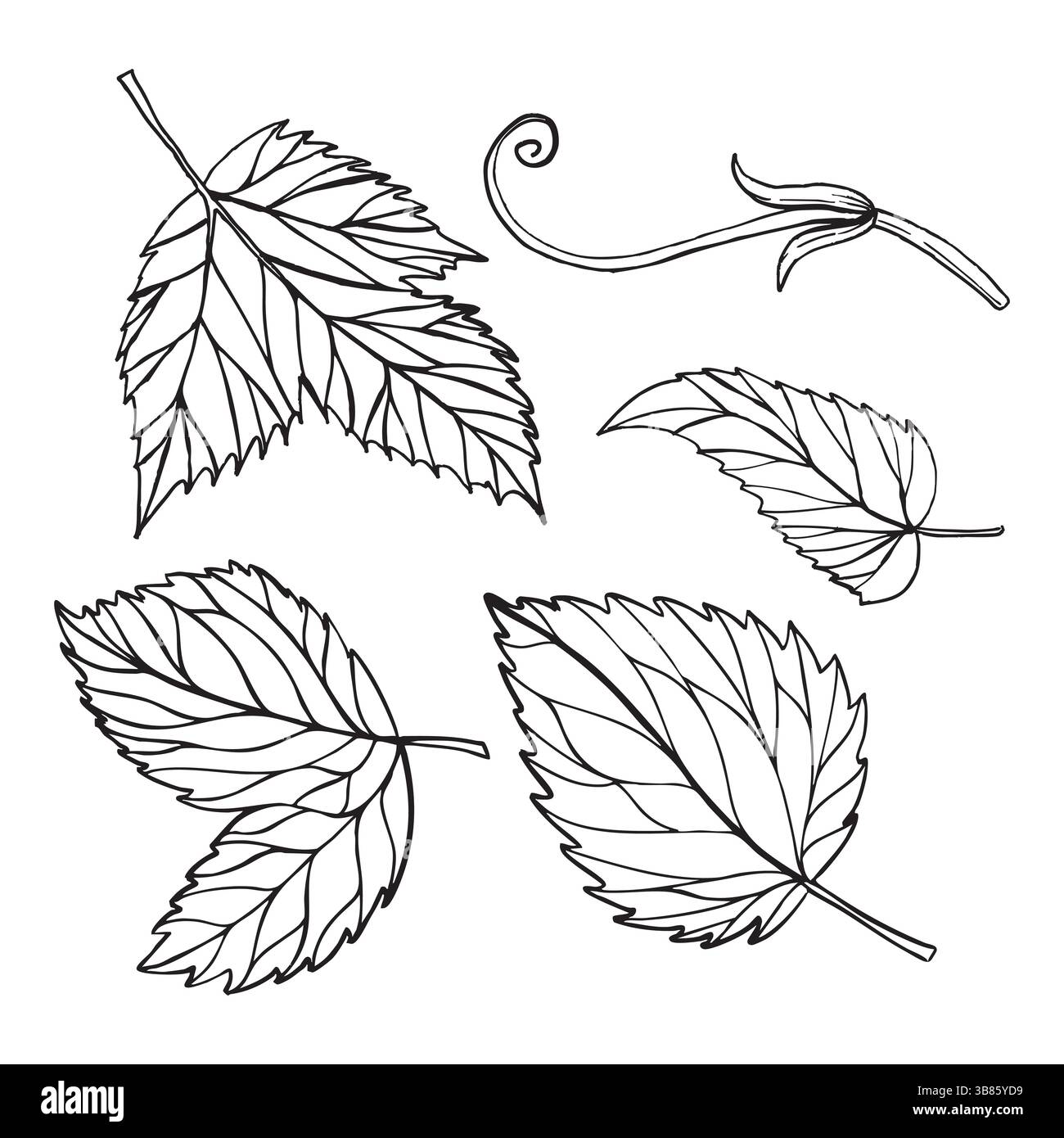Vektor Hand gezeichnet Set mit vier Blättern Stock Vektor