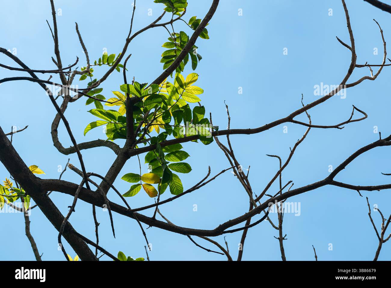 Die frisch grünen Blätter am Baum zu Beginn der Frühlingssaison. Stockfoto