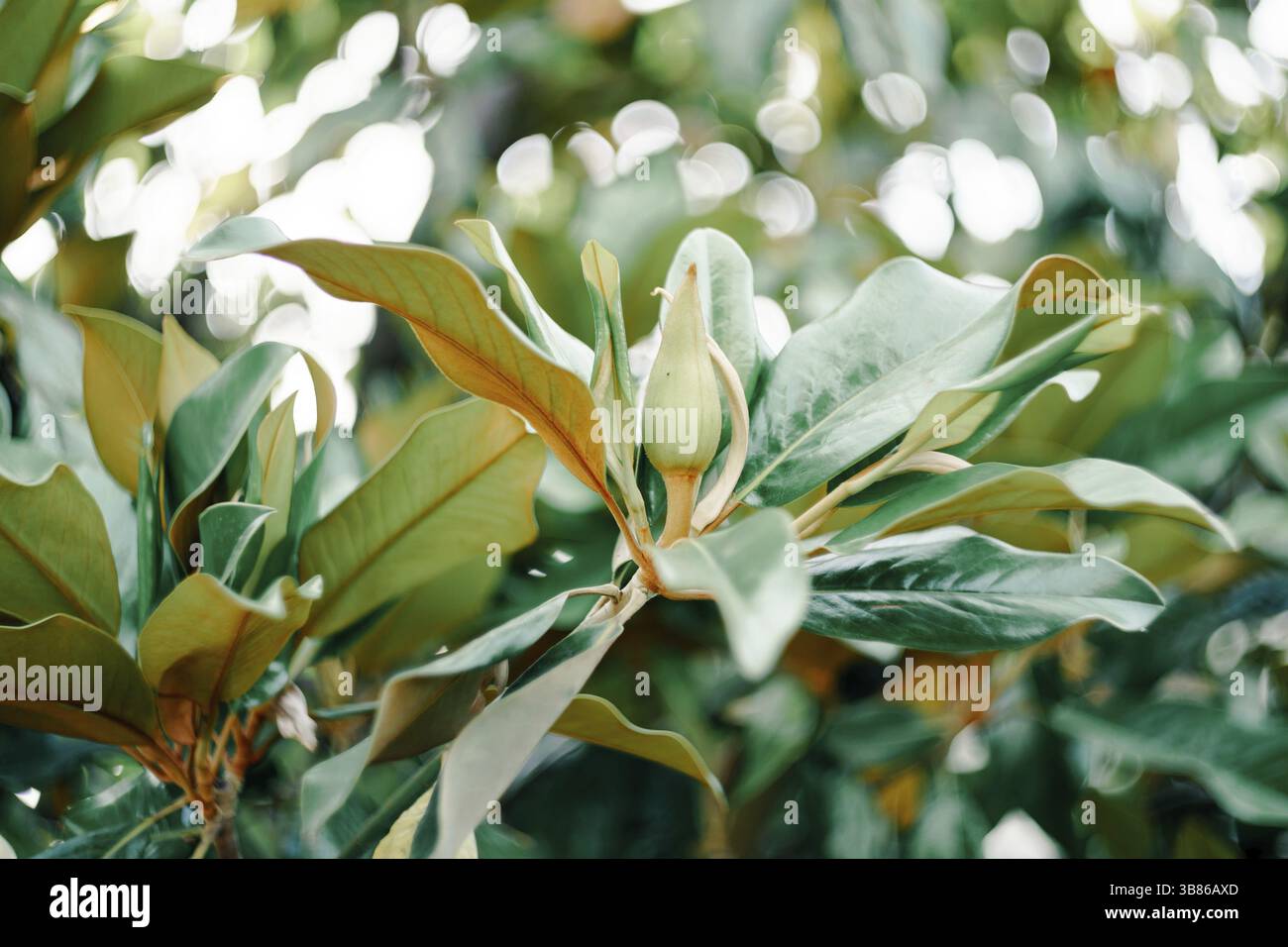Magnolia Knospe in den Blättern des grünen Magnolienbusches. Stockfoto