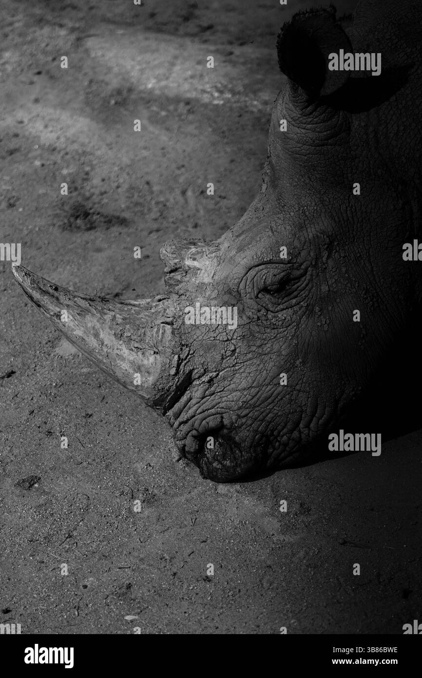 Wunderschönes Rhinozeros, das schläft Stockfoto