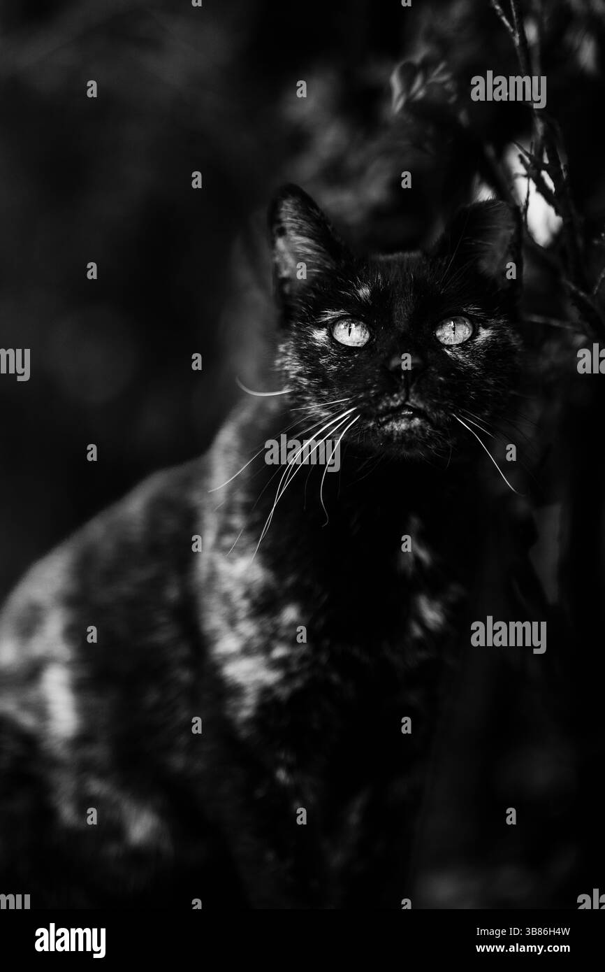 Wunderschöne Streunerkatze in Lissabon Stockfoto