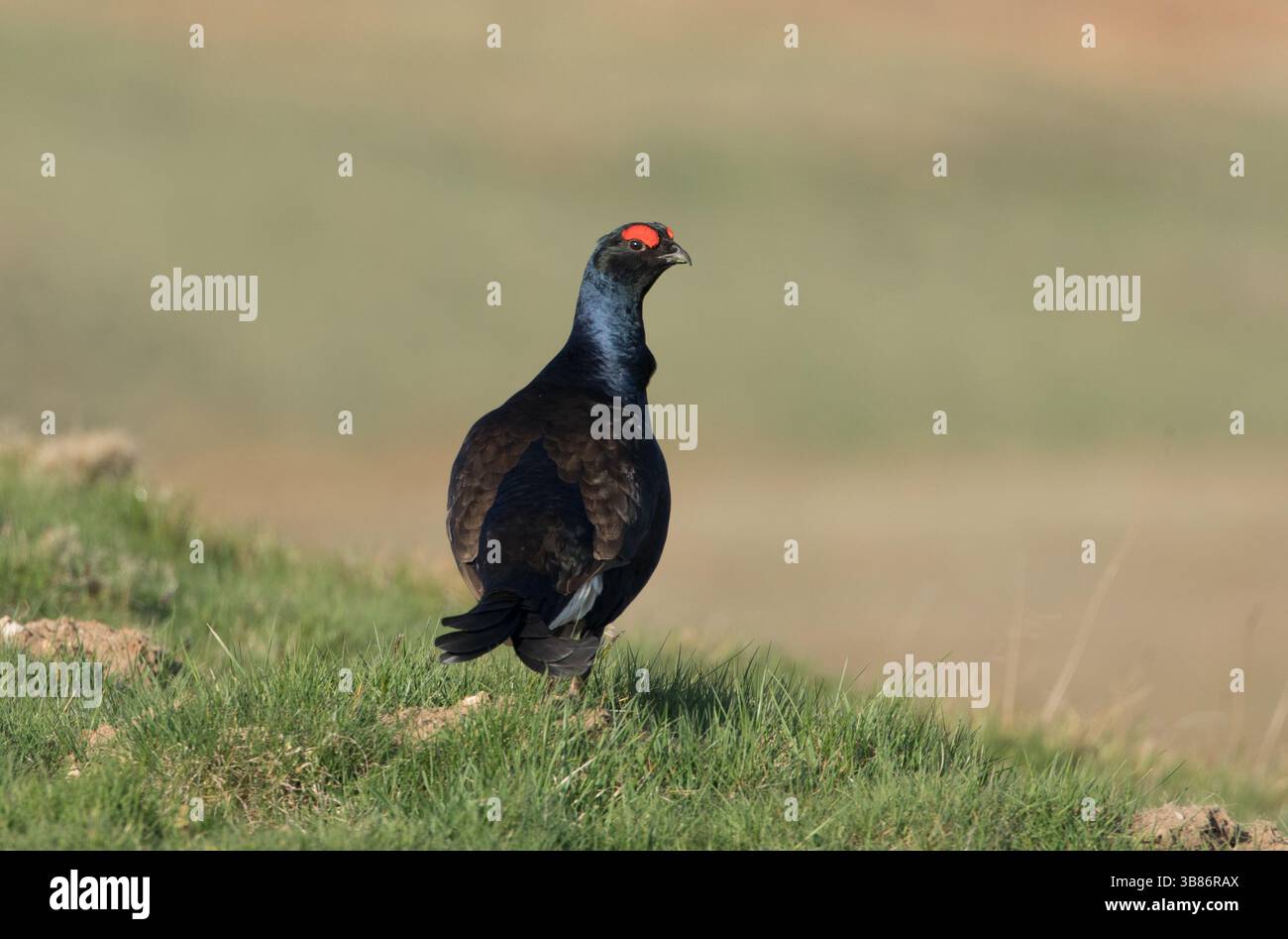 Black Grouse in Coverdale, Yorkshire Dales Stockfoto