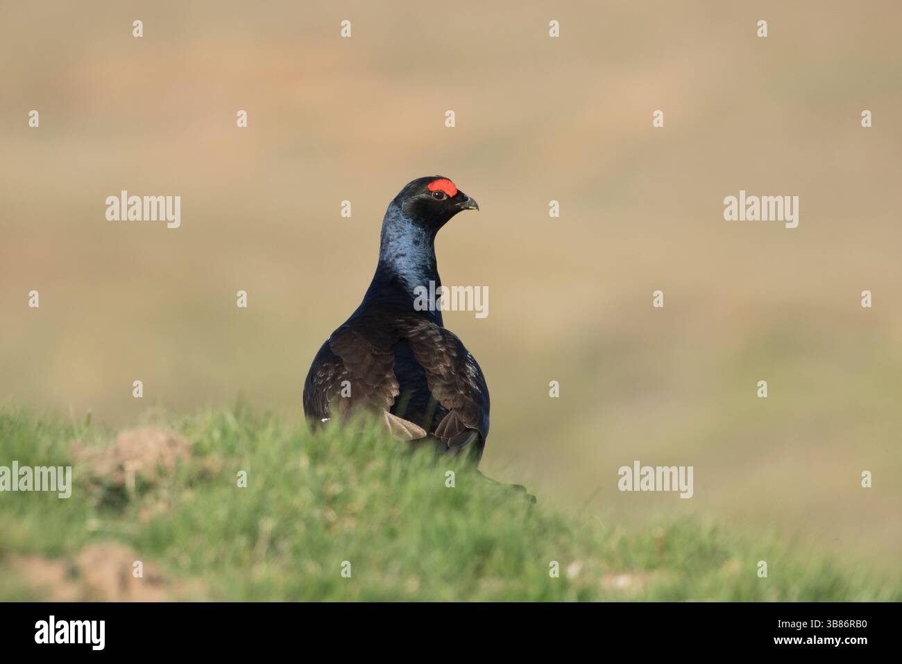 Black Grouse in Coverdale, Yorkshire Dales Stockfoto