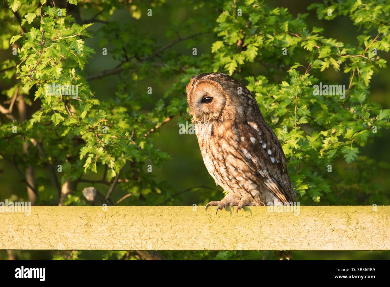 Tawny-Eule auf einem Zaun am Rande des Waldes am frühen Morgen Stockfoto