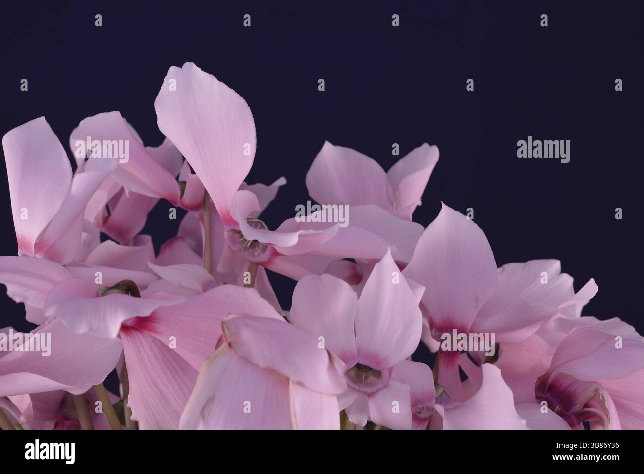 Schöne Alpenveilchen-Blüten auf einem dunklen Hintergrund Stockfoto