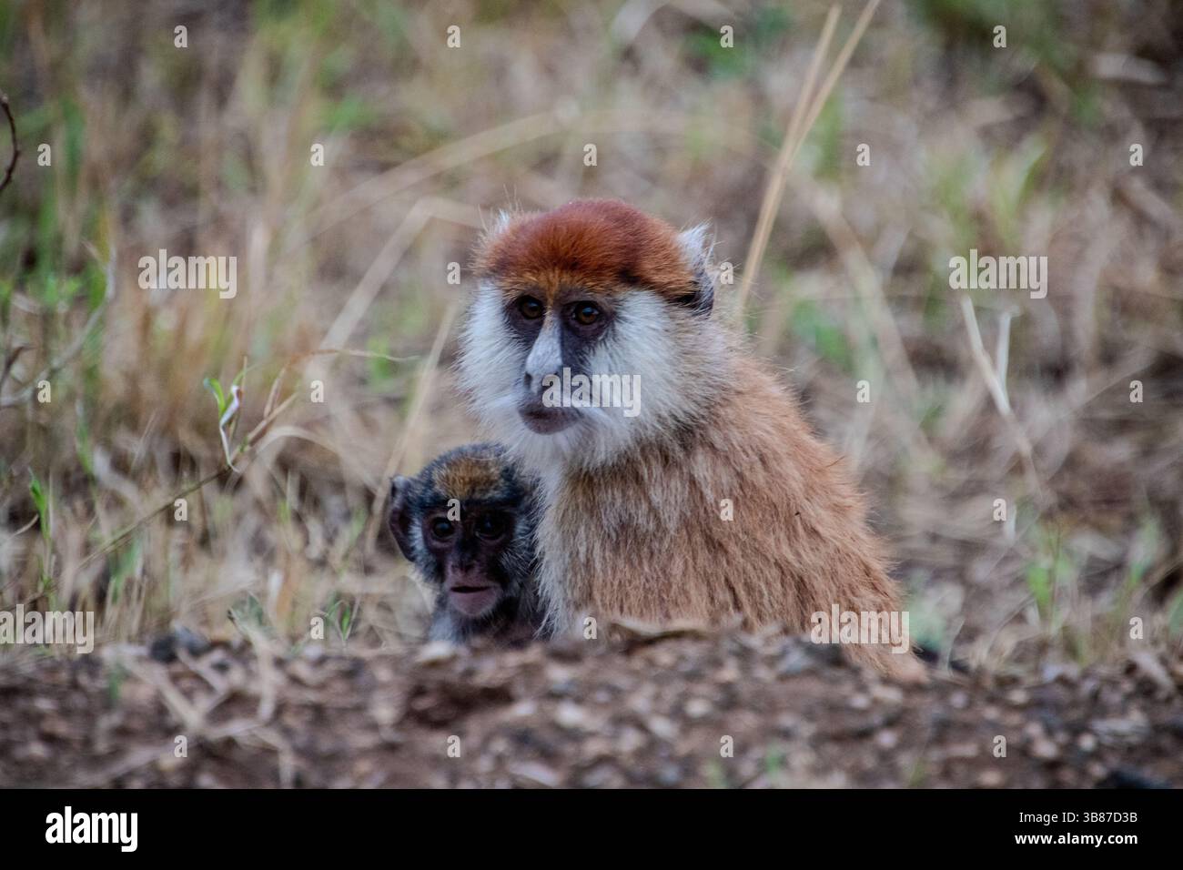 Patas Affen (Erythrocebus patas) im Kidepo Valley National Park, Uganda Stockfoto