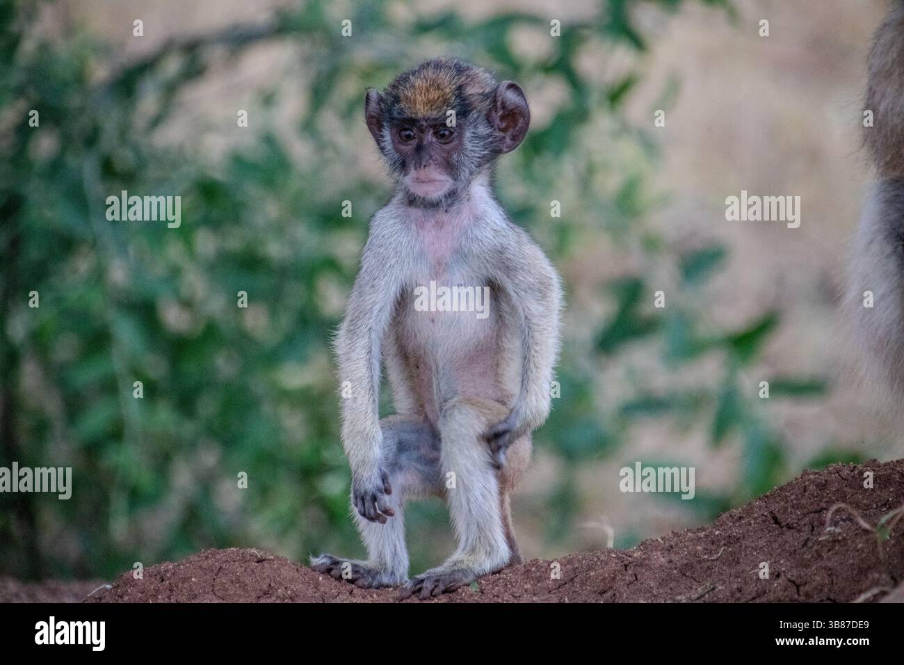 Patas Affen (Erythrocebus patas) im Kidepo Valley National Park, Uganda Stockfoto