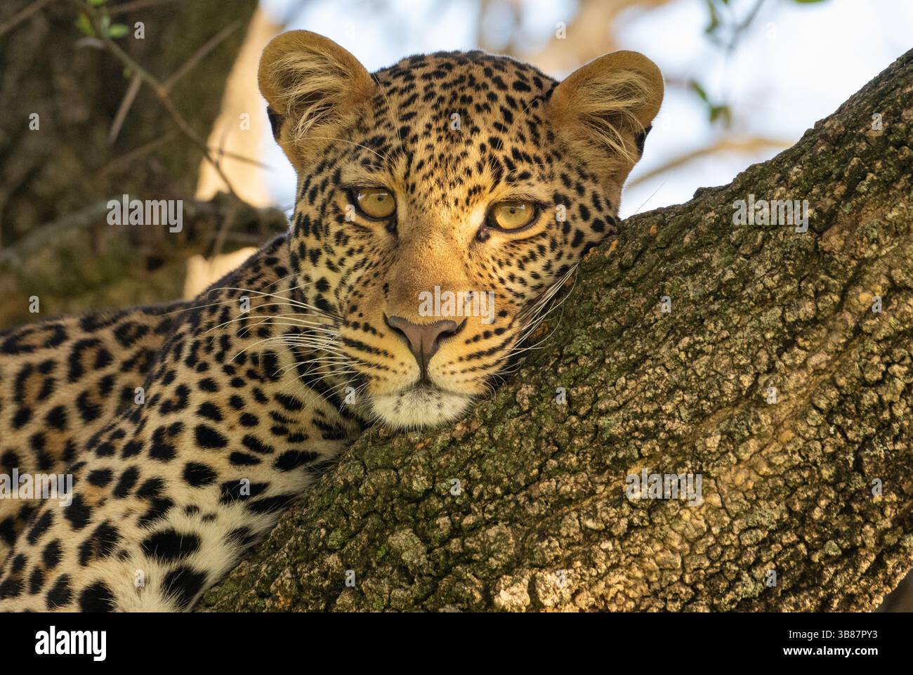 Leopard (Panthera pardus), junge Erwachsene Frau Stockfoto