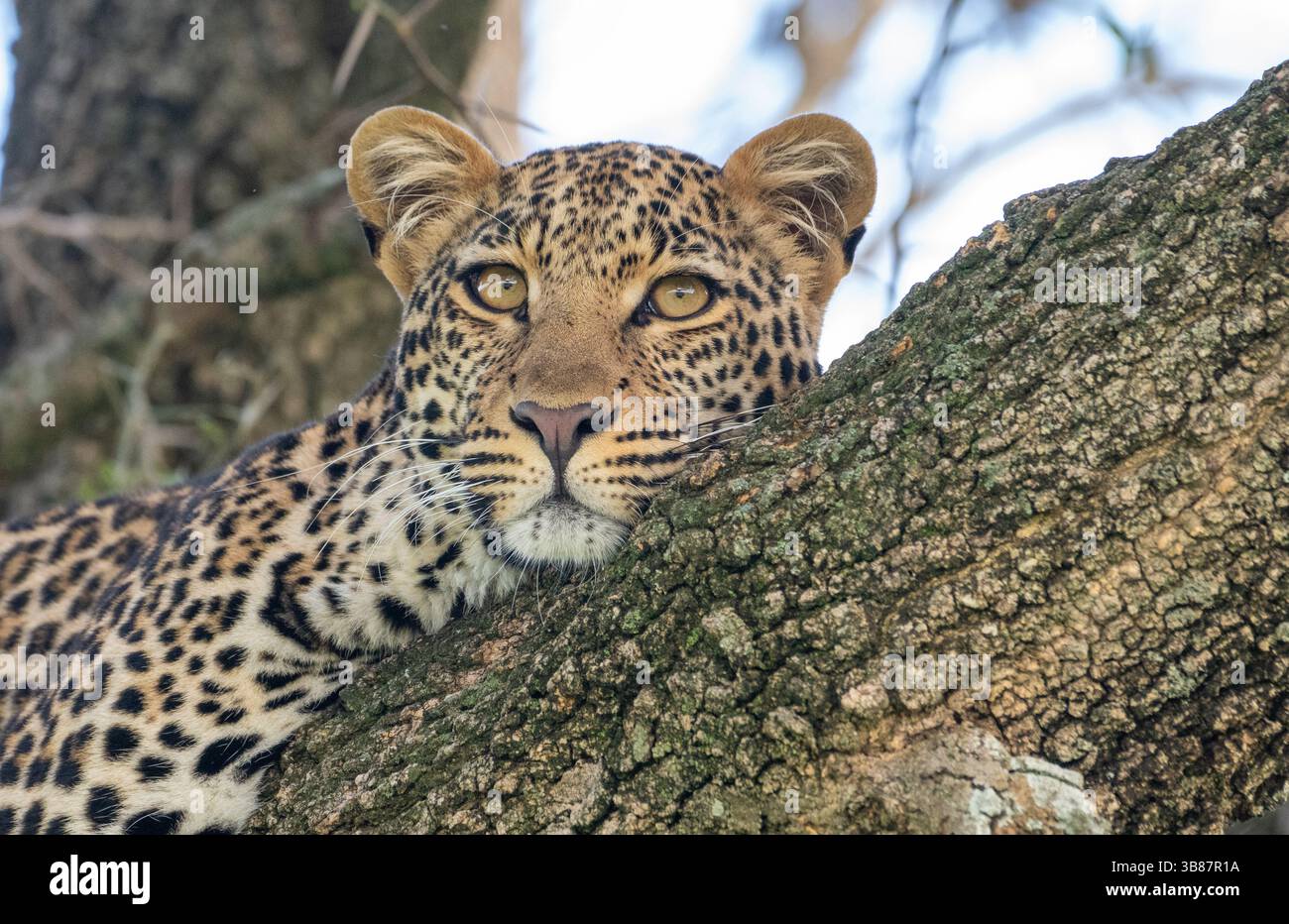 Leopard (Panthera pardus), junge Erwachsene Frau Stockfoto