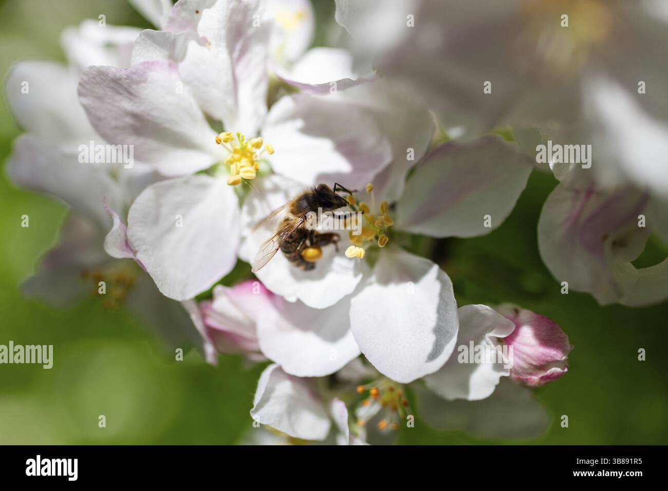 Apfelblüte (Malus domestica) mit Honigbiene (APIs mellifera), Leoben, Steiermark, Österreich, Europa Stockfoto