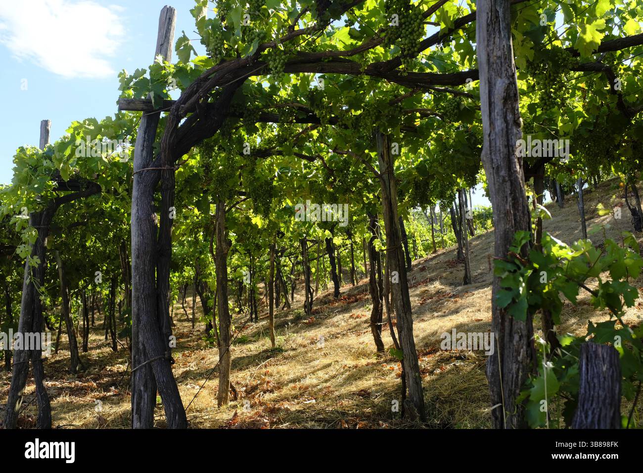 Weinproduktion im Vesuv, in der Nähe von Neapel, Italien Stockfoto