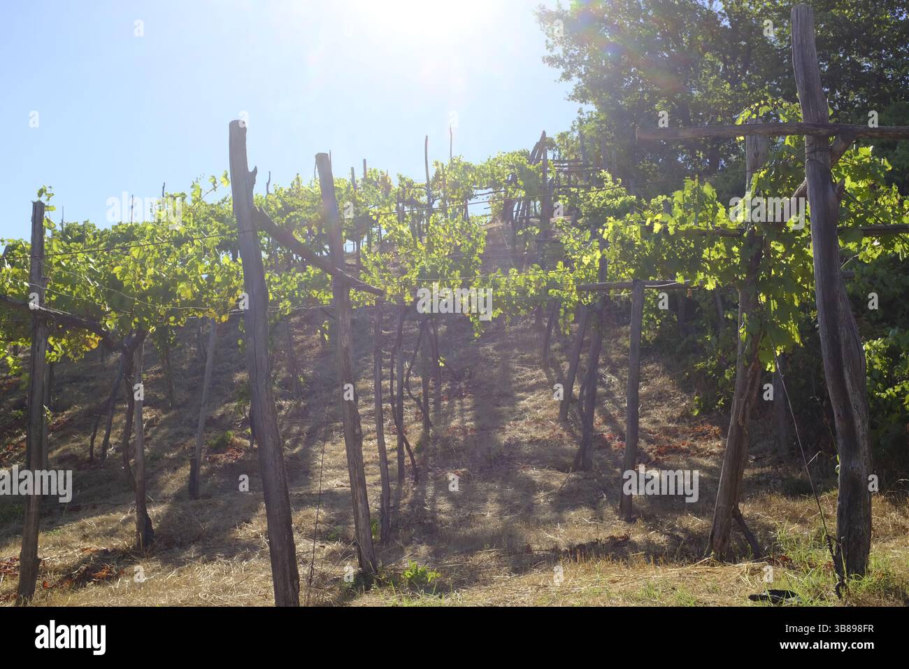 Weinproduktion im Vesuv, in der Nähe von Neapel, Italien Stockfoto