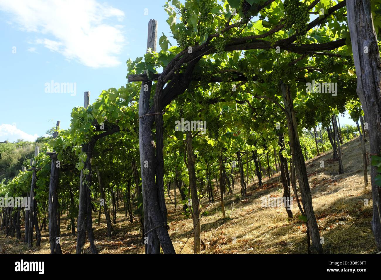 Weinproduktion im Vesuv, in der Nähe von Neapel, Italien Stockfoto