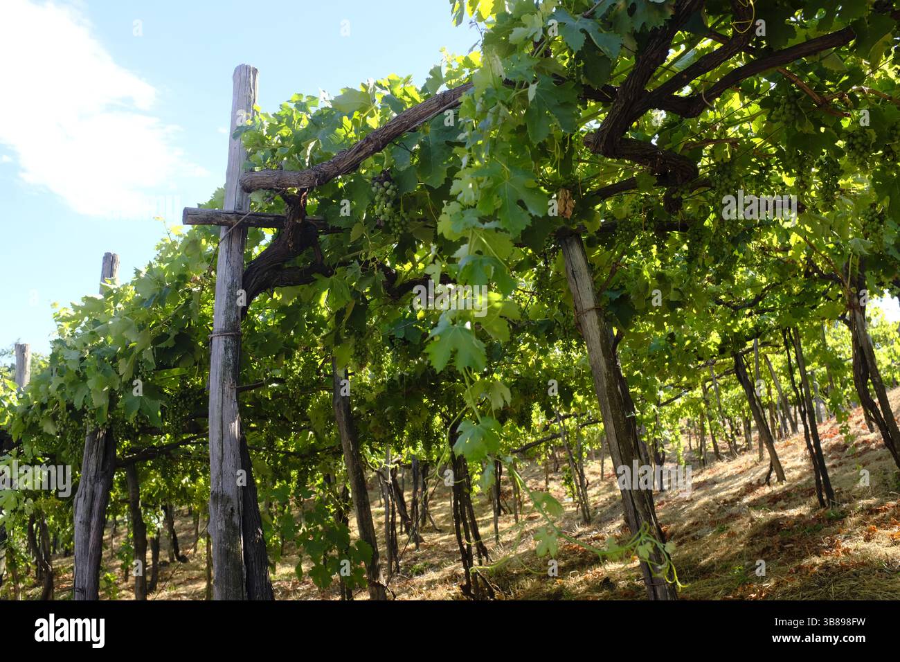 Weinproduktion im Vesuv, in der Nähe von Neapel, Italien Stockfoto
