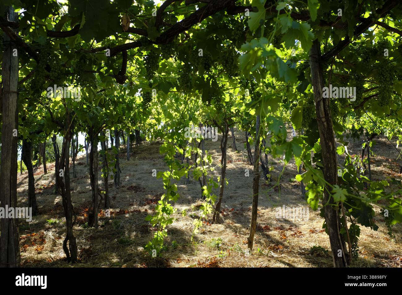 Weinproduktion im Vesuv, in der Nähe von Neapel, Italien Stockfoto