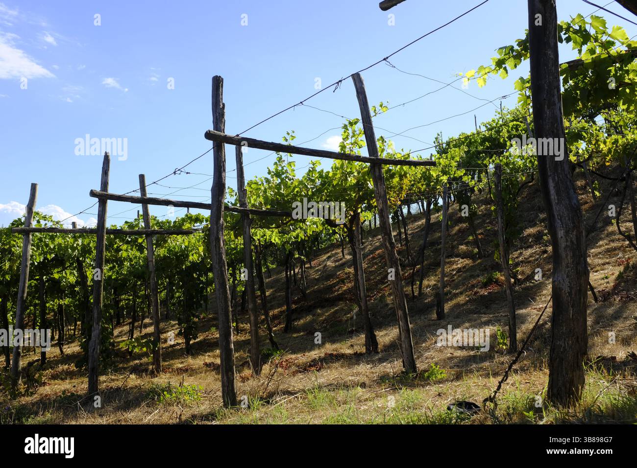 Weinproduktion im Vesuv, in der Nähe von Neapel, Italien Stockfoto