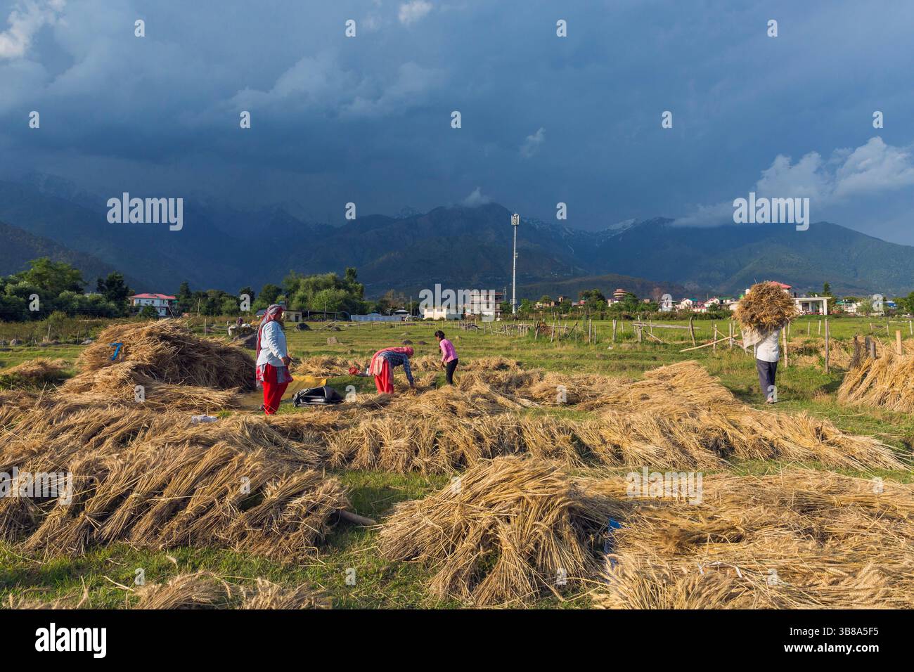 14. Mai 2021, Mandi, Himachal Pradesh, Indien: Ein Bauer, der einen Sack mit Weizenernte für die Verdrängung trägt, als sich Regenwolken im Hintergrund auf der Dhauladhar Range in der Nähe von Palampur ansammelten. (Bild: © Shailesh Bhatnagar/ZUMA Press Wire) Stockfoto