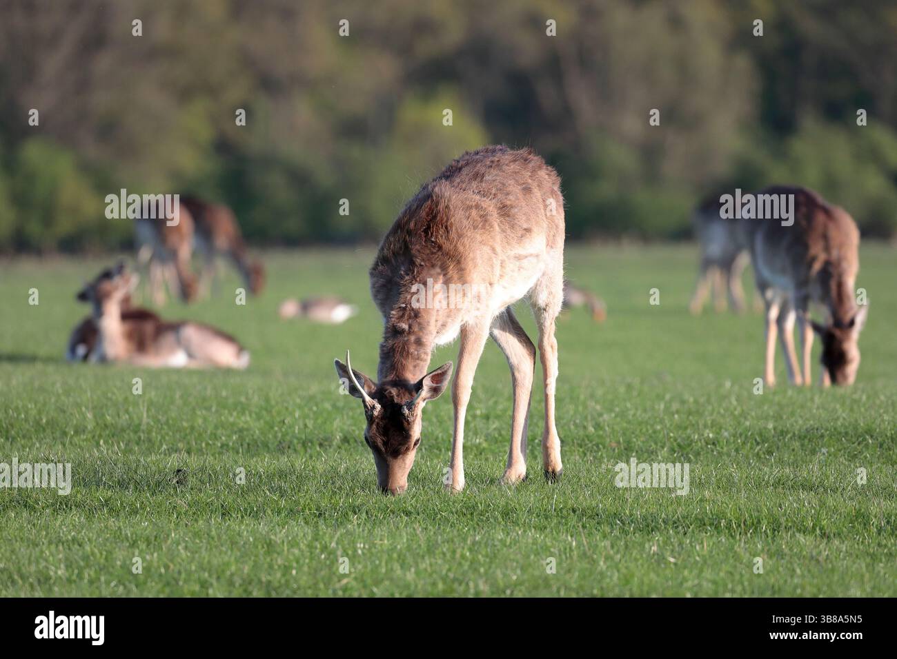 Ein junger Damhirsch (Dama dama) mit gebrochenem Geweih weidet auf Gras, der Rest der Herde im Hintergrund Stockfoto