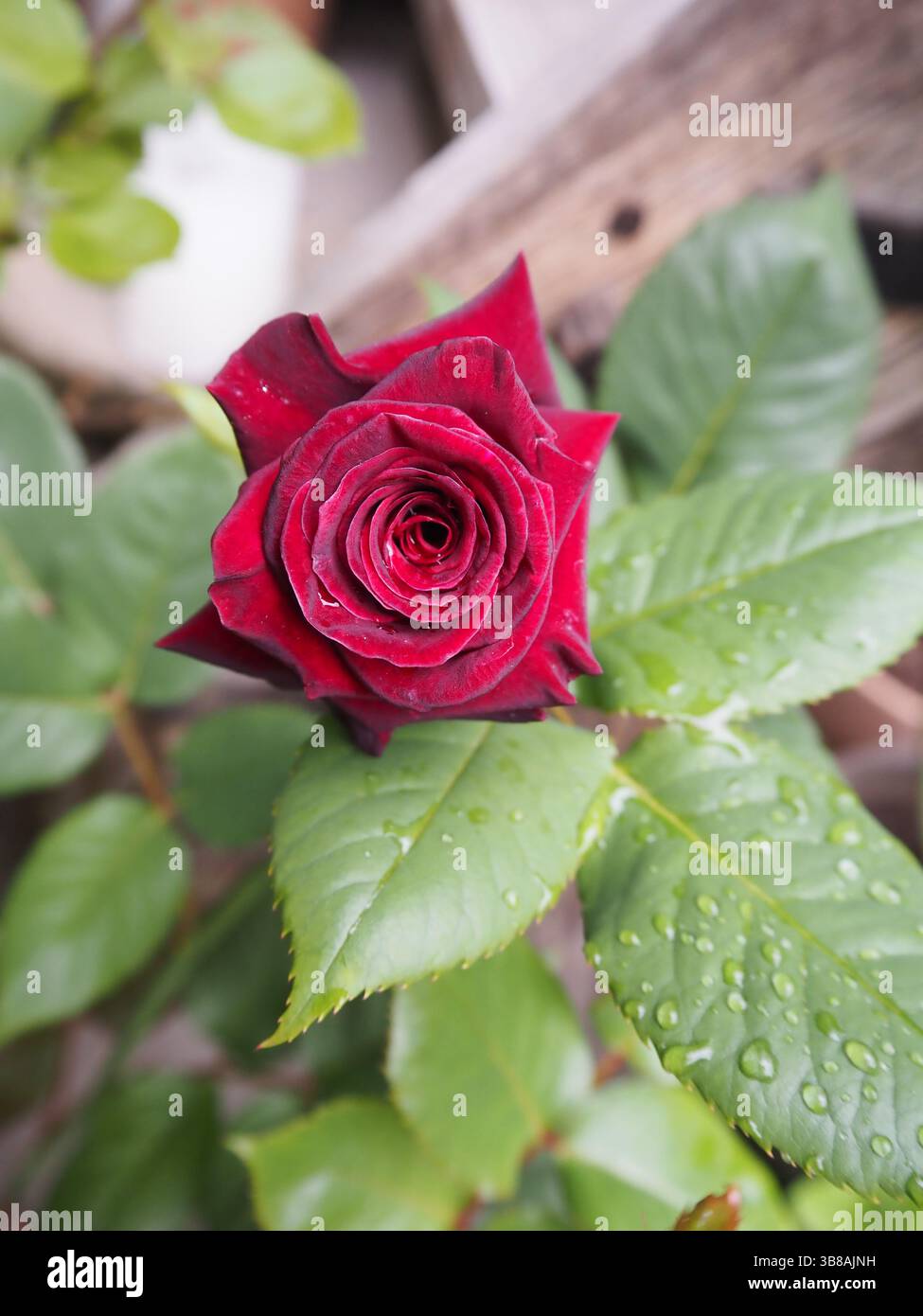 Nahaufnahme einer roten Rose, die gerade zu blühen beginnt – eng gewellte Blütenblätter zeigen ein schönes, elegantes Spiralmuster bei natürlichem Licht. Stockfoto