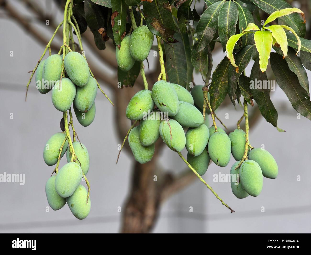Eine üppige Ernte junger grüner Mangobrüchte, die auf einem üppigen Mangobaum wachsen - Smartphone-aufgenommenes Stockfoto