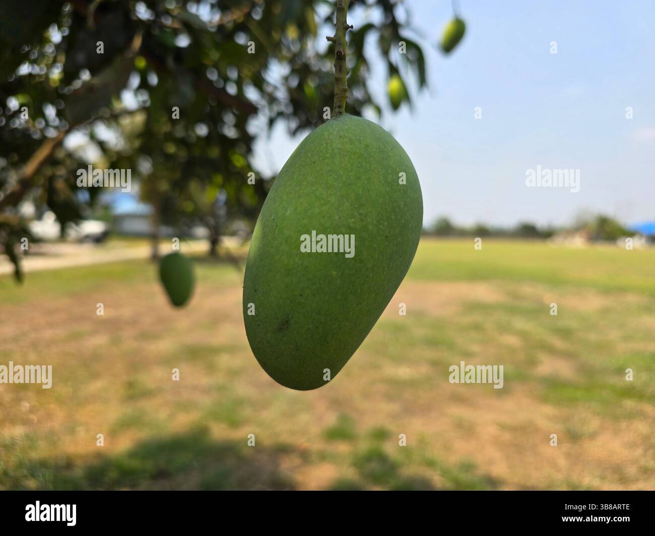 Grüne Mangos auf einem Baumzweig unter hellem Tageslicht im Freien entwickeln - Smartphone-aufgenommenes Stockfoto
