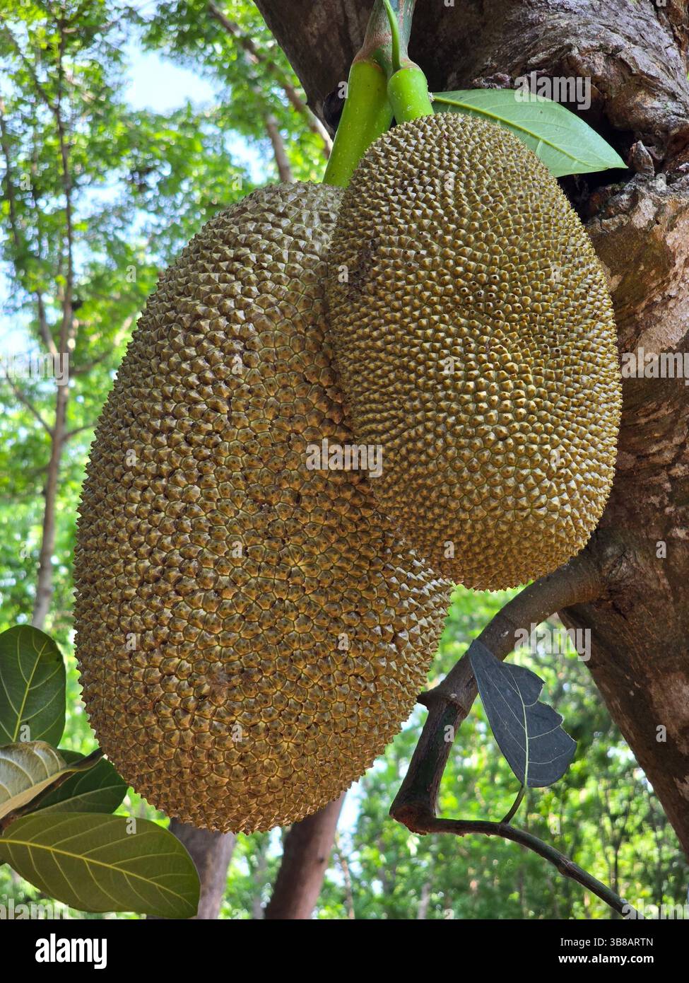 Entdecken Sie noch heute die vielseitige Jackfruit, Eine tropische Frucht mit endlosen kulinarischen Möglichkeiten - Smartphone-aufgenommenes Stockfoto