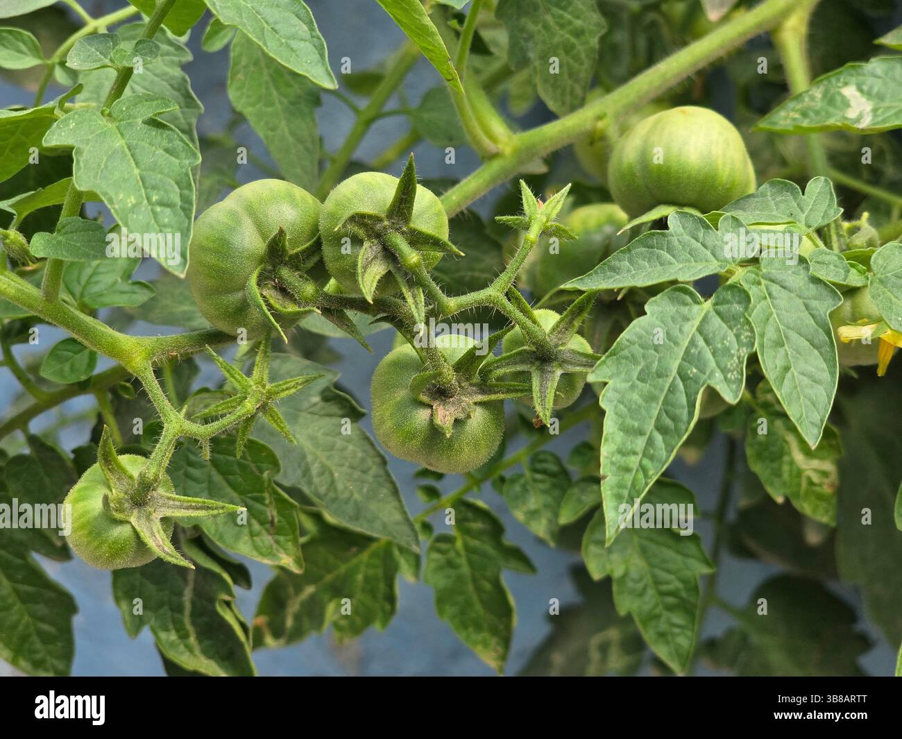 Grüne organische Tomaten auf der Pflanze, die frühzeitig reift - Smartphone-aufgenommenes Stockfoto