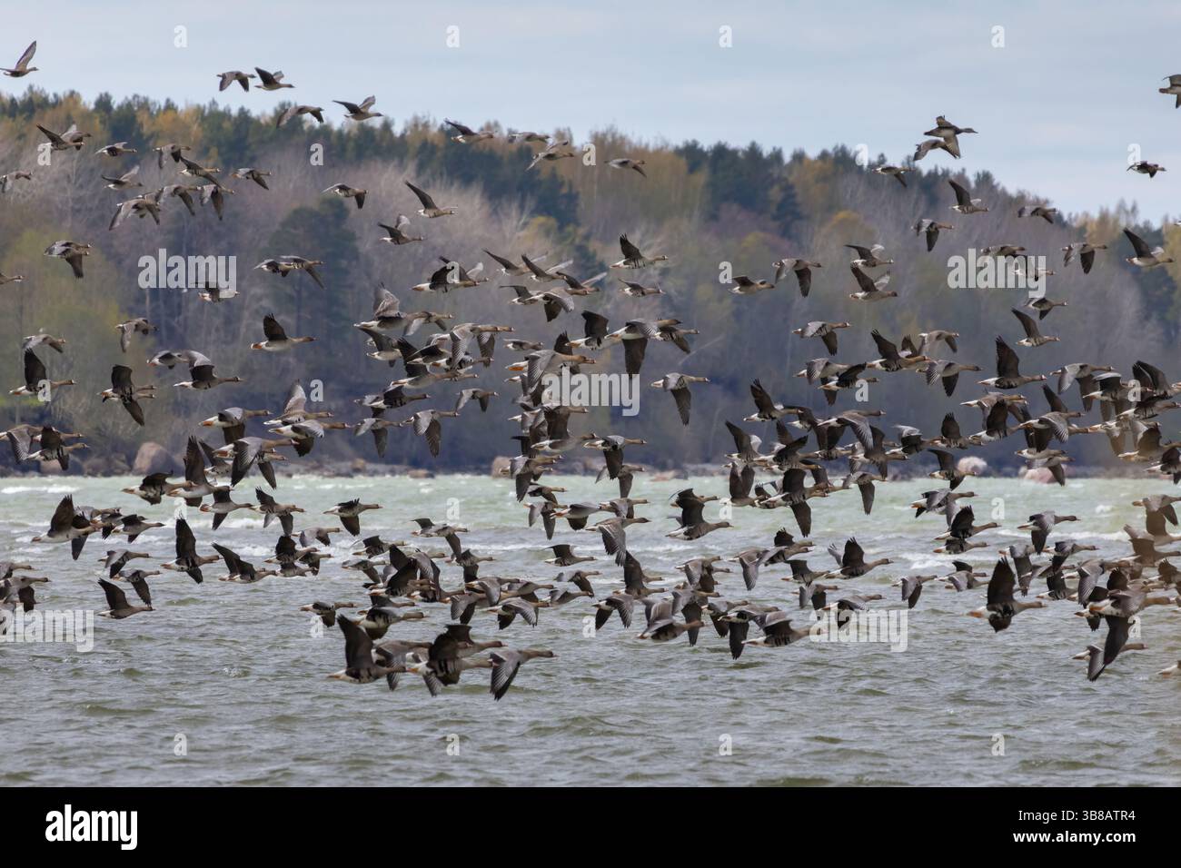 Eine Schar Gänse fliegen vom Meer Stockfoto