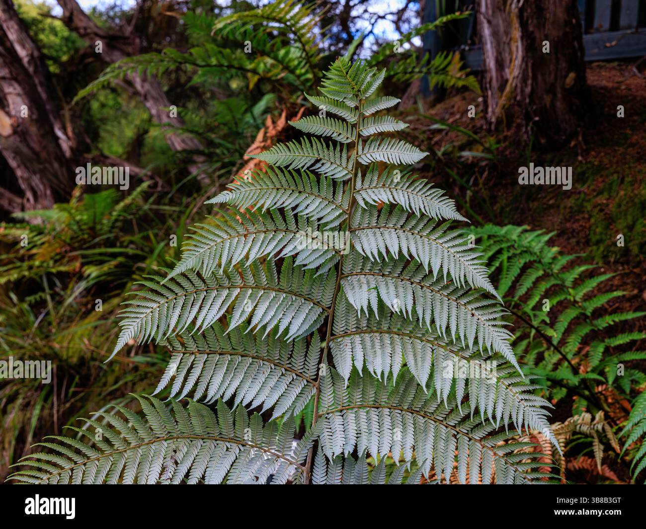 Die New Zealand Silver Fern ist endemisch fr diese Inselnation und wird zu  einem nationalen Symbol. Die Unterseite des traditionellen grnen Farns ist  Silber, wenn er reif ist. Die Maori, die Ureinwohner