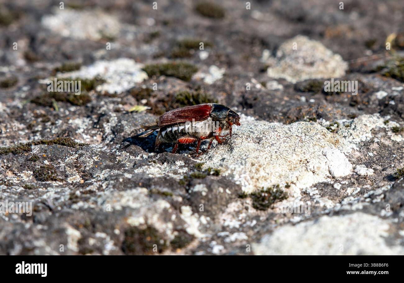 Ein gemeiner Cockchafer (Melolontha melolontha), auch bekannt als May Bug oder Doodlebug. Stockfoto