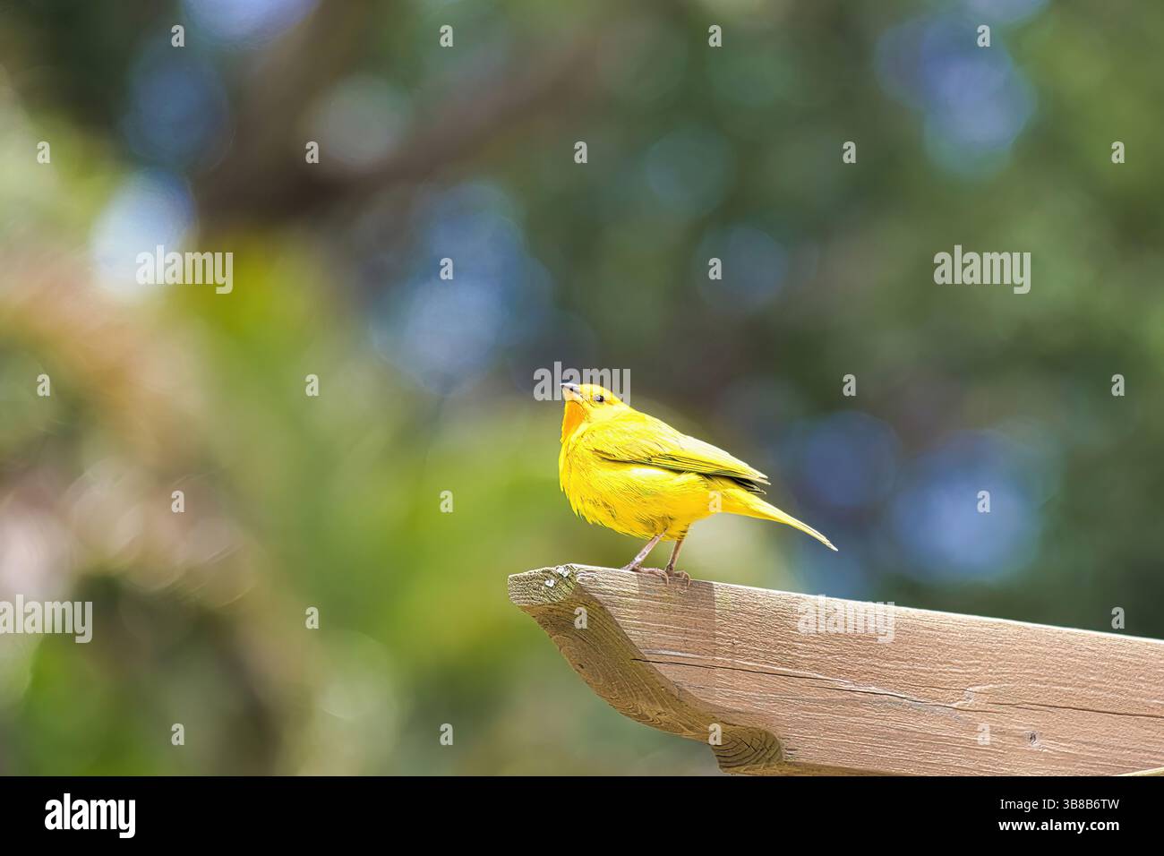 Hellgelber, endemischer maui-Kriechgang. Stockfoto