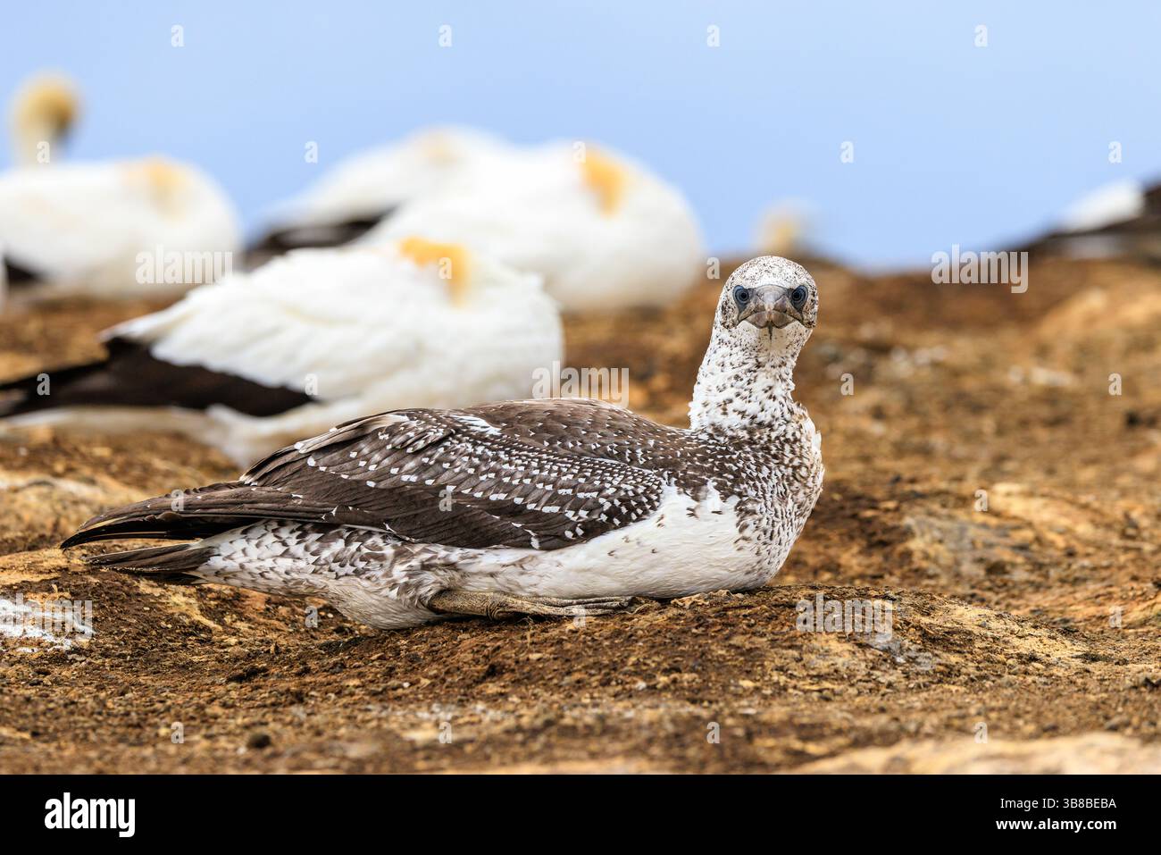 Juvenile australasische tölpel in voller Länge, Seitenansicht auf dem Nistplatz bei cape Kidnappers mit durchdringenden blauen Augen, die Sie direkt anstarren Stockfoto